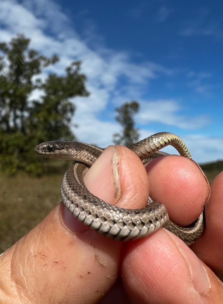 Lined Snake